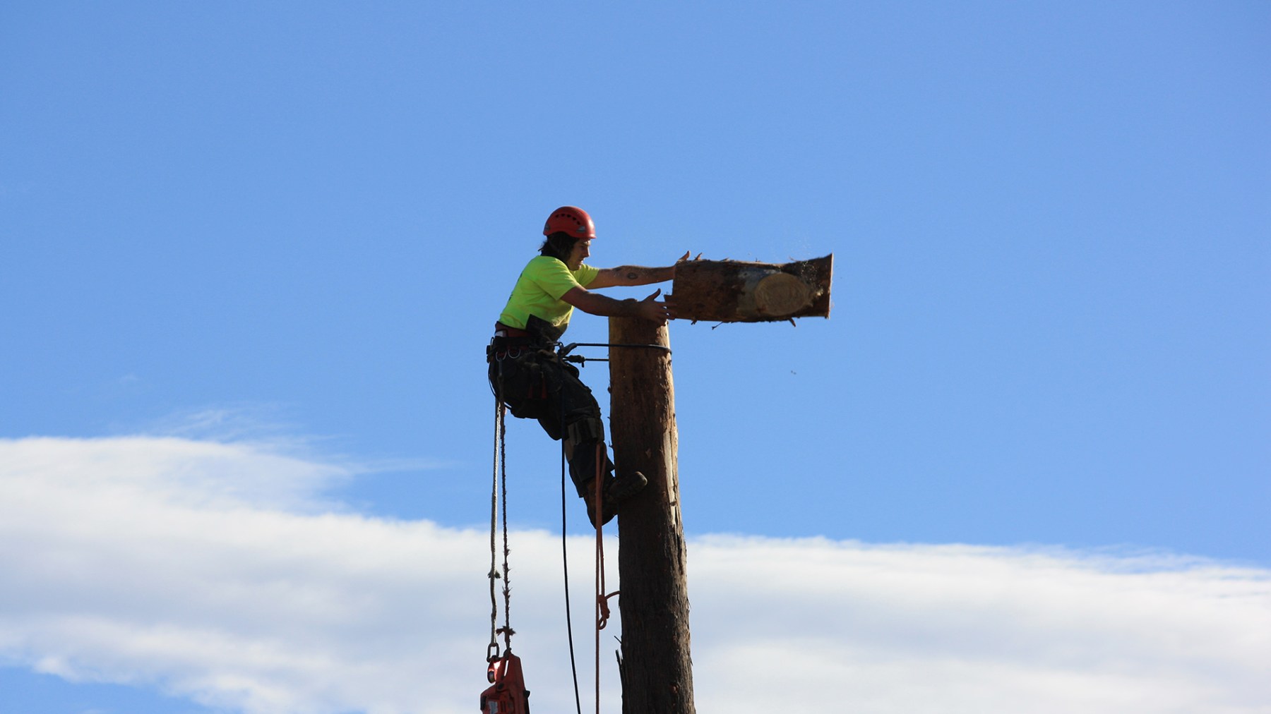 Above the Rest Tree Care