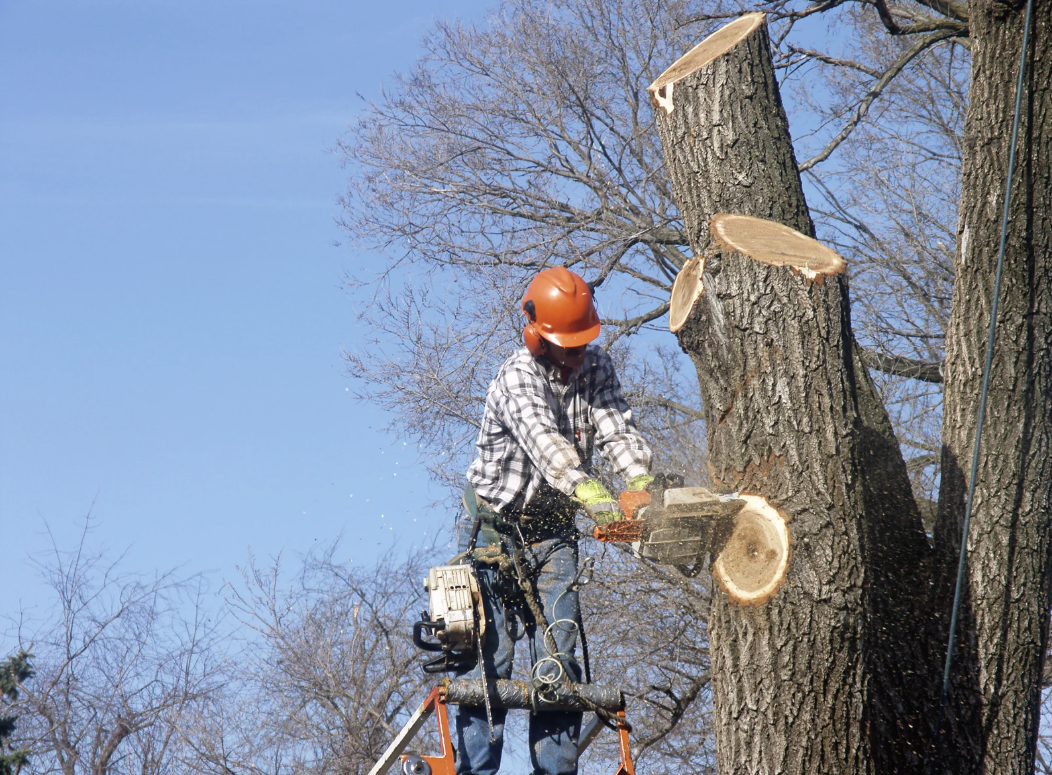 A&D Tree Services