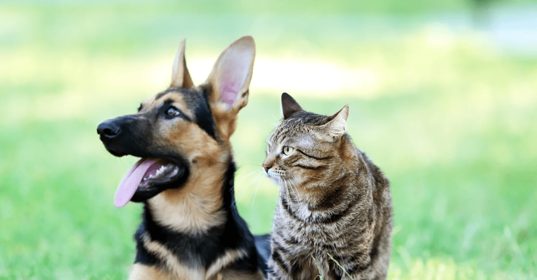 South Nowra Veterinary Hospital