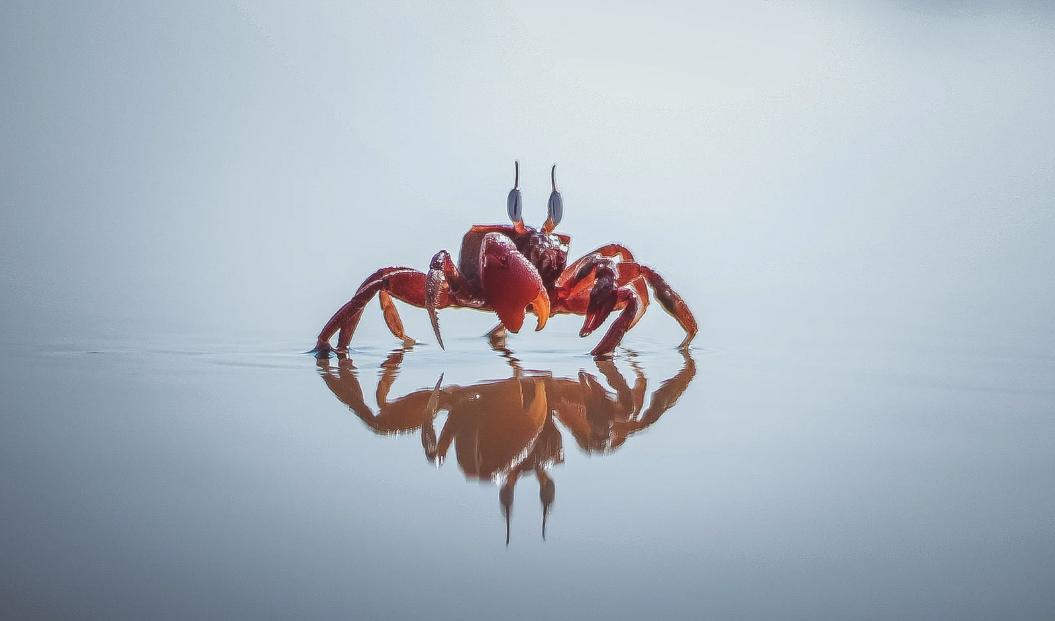 The Salty Crab