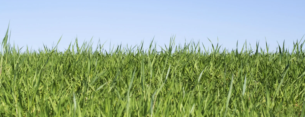 Ryan’s Turf
